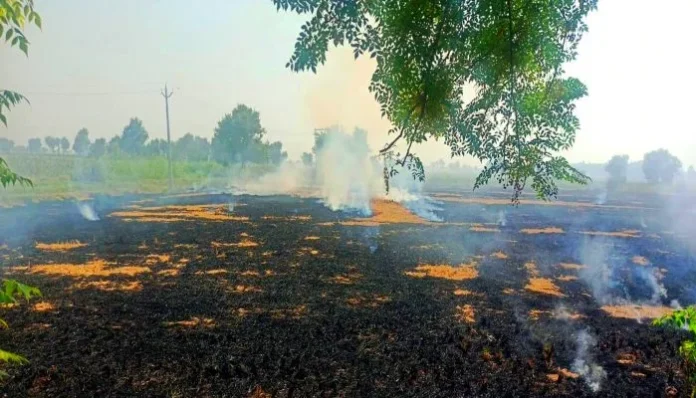 haryana-stubble-burning-order-spells-trouble-farmers-2024