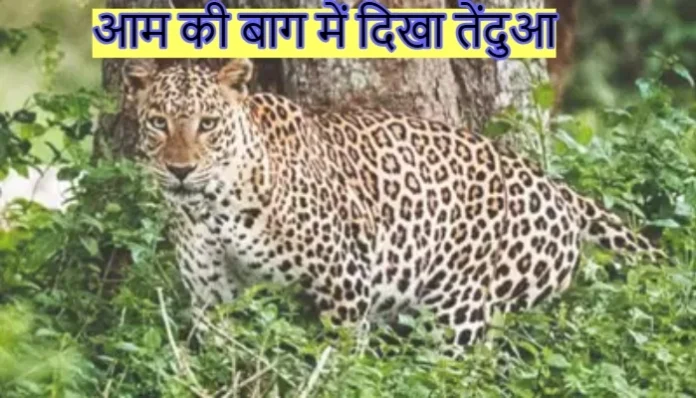 leopard-seen-in-mango-orchard-malihabad