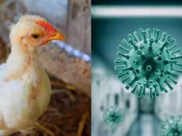 Bird-Flu-Case-In-Canada