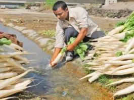 Nuh-Radish-cultivation