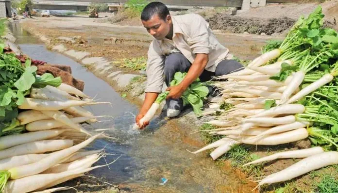 Nuh-Radish-cultivation