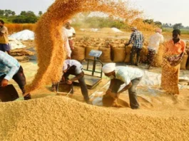 Punjab-should-buy-paddy