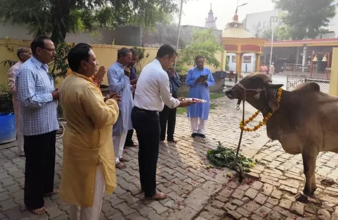 workers-worship-cows-at-various-places-in-gopashtami