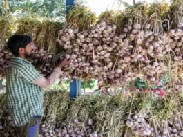 farmers-will-earn-a-lot-from-garlic-cultivation