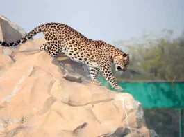 leopard-population-is-increasing-rapidly