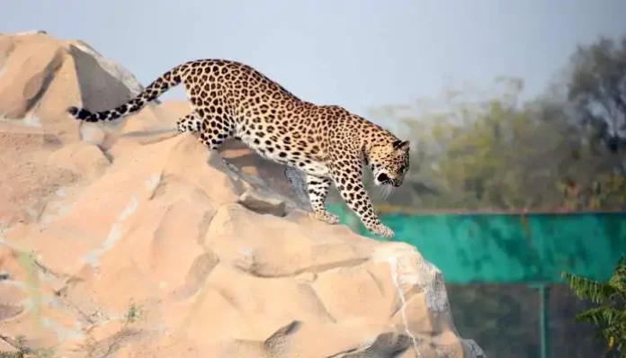 leopard-population-is-increasing-rapidly