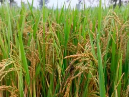 increasing-rapidly-in-paddy-crops