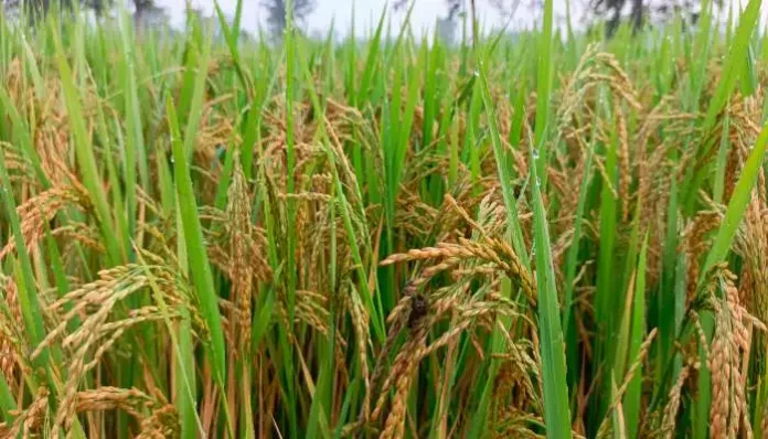 increasing-rapidly-in-paddy-crops