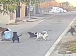 Dogs-Attack-Elderly-Woman