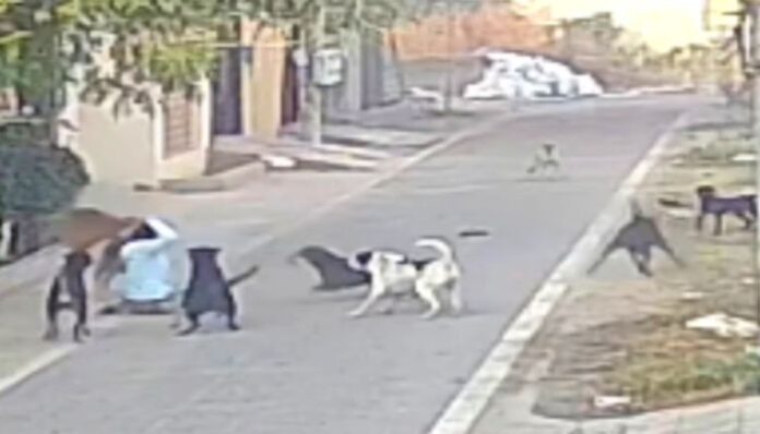 Dogs-Attack-Elderly-Woman