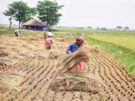 bangladeshis-are-stealing-crops-farmers-sought-help-from-bsf