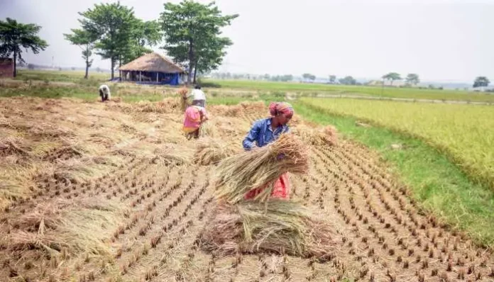 bangladeshis-are-stealing-crops-farmers-sought-help-from-bsf